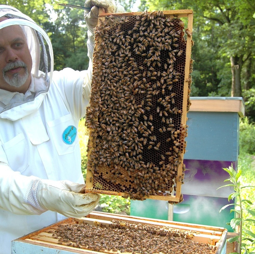Когда собирают мед. Пчелы пасека. Улей на пасеке. Пчеловодство для начинающих. Пасека Пчеловодство для начинающих.